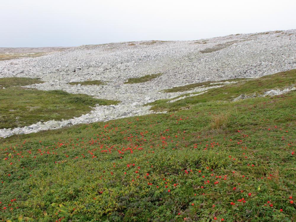Lots of scree rock, tundra landscape, and bunchberry